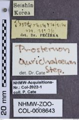 Etiketten zu Prosternon aurichalceum (NHMW-ZOO-COL-0008643)